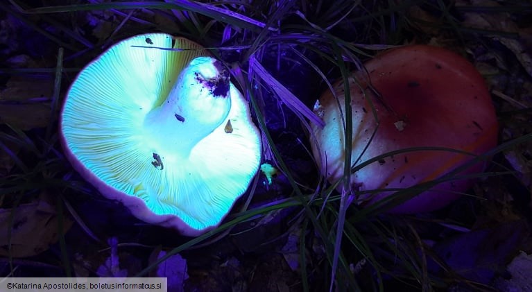 Russula rosea