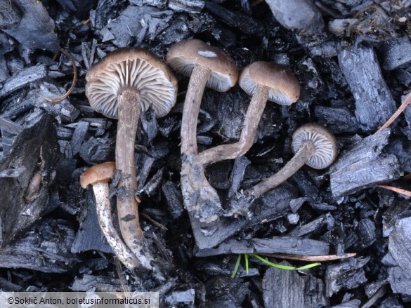 Tephrocybe anthracophila