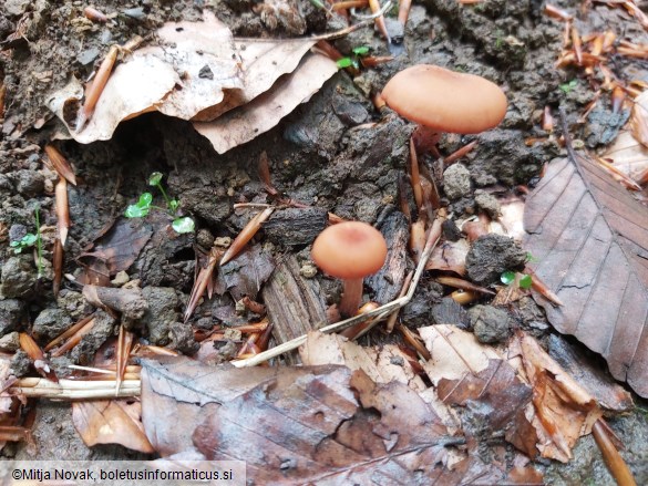 Laccaria bicolor