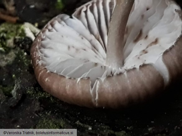 Marasmius wynneae