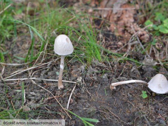 Panaeolus semiovatus