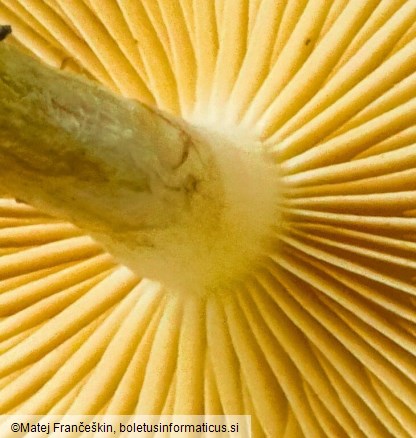 Pholiota gummosa