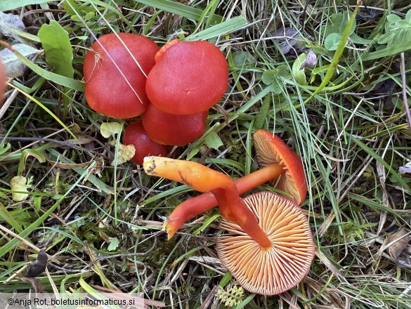 Hygrocybe coccinea