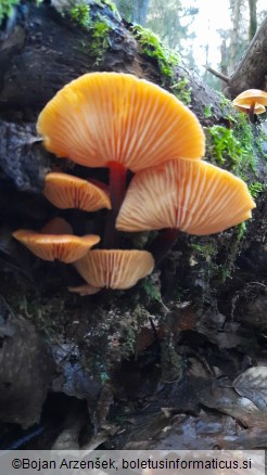 Flammulina velutipes