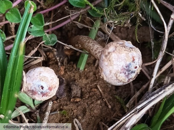 Tulostoma brumale