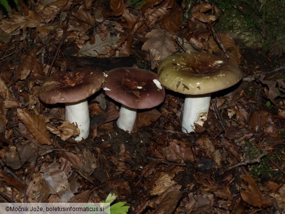 Russula olivacea