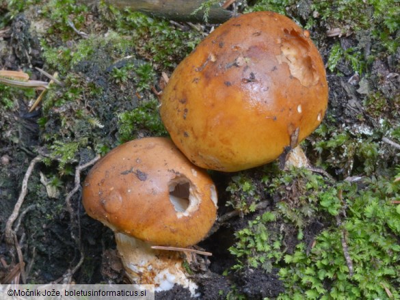 Cortinarius subvalidus