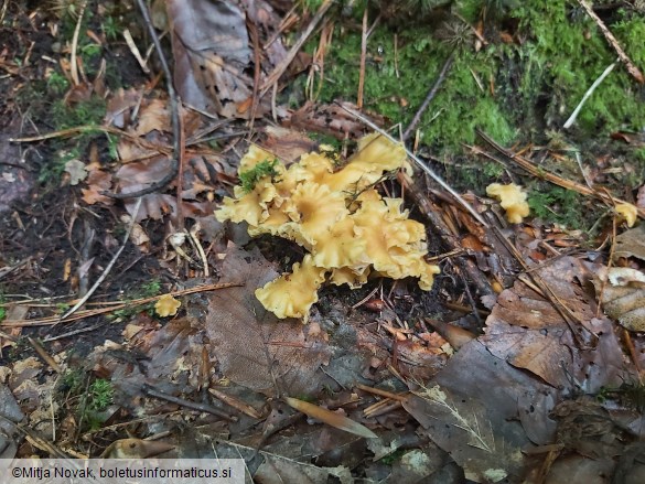 Cantharellus romagnesianus