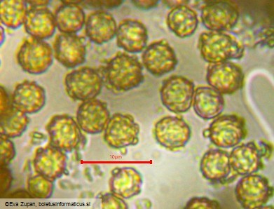 Tulostoma brumale