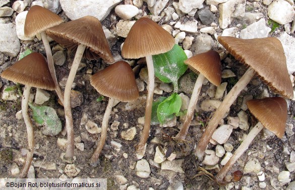 Psathyrella microrhiza