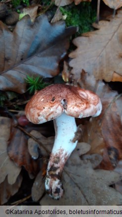 Hygrophorus russula