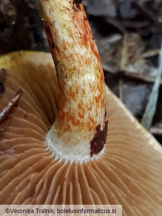 Cortinarius bolaris