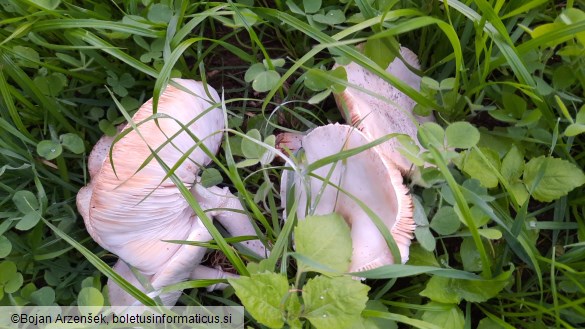 Leucoagaricus leucothites