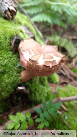 Tylopilus felleus