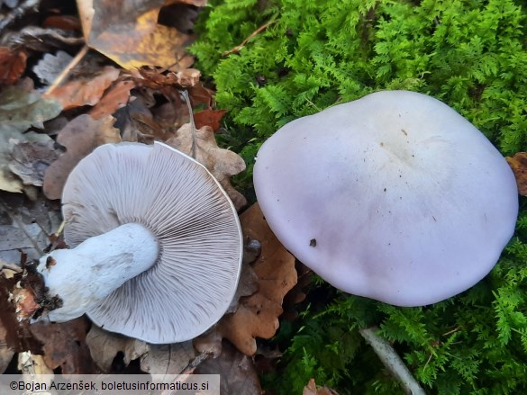Lepista glaucocana