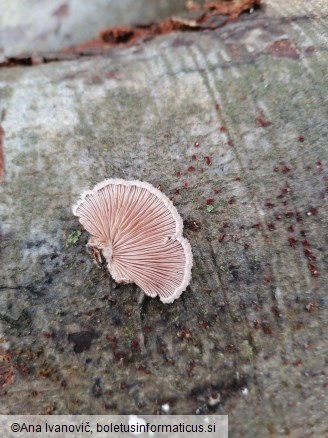 Schizophyllum commune