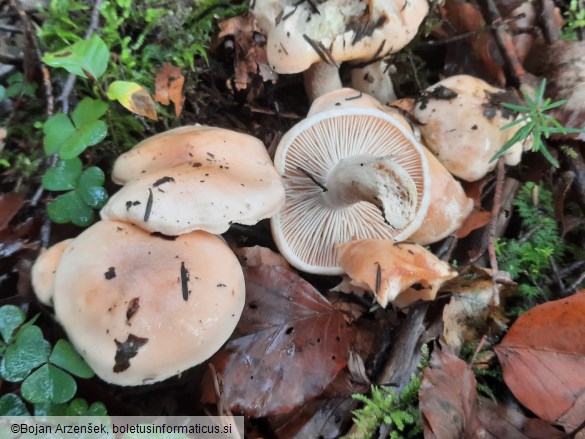 Hygrophorus pudorinus