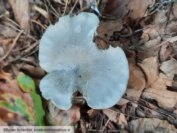 Clitocybe odora