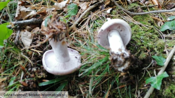 Lepista glaucocana
