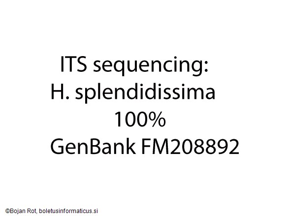 Hygrocybe splendidissima