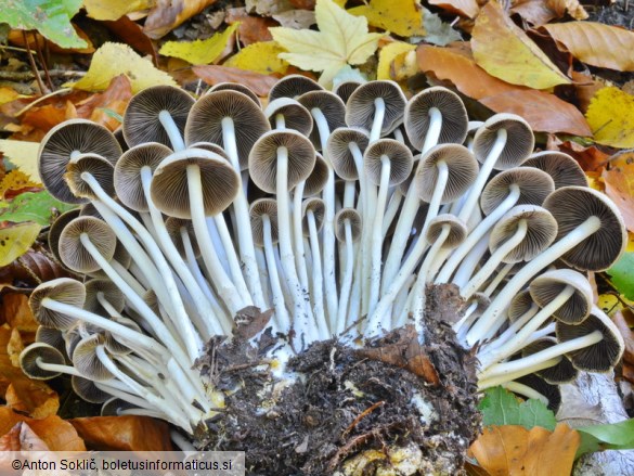 Psathyrella multipedata