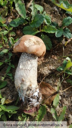 Leccinum versipelle