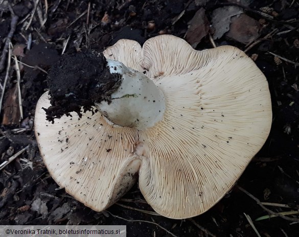 Lactarius glaucescens