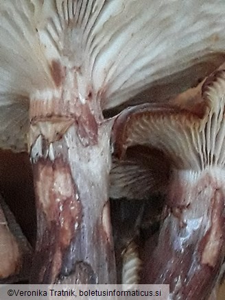 Armillaria mellea