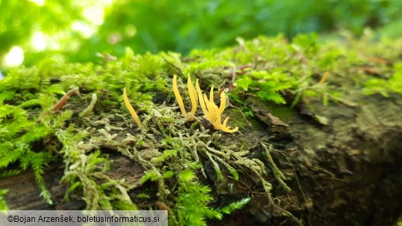 Calocera cornea