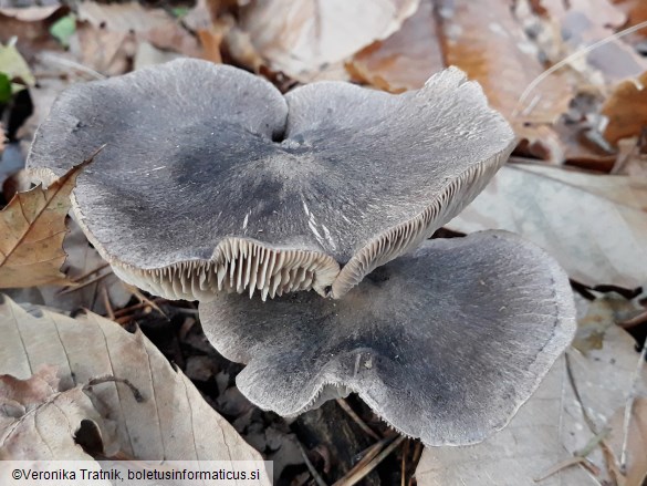 Tricholoma terreum