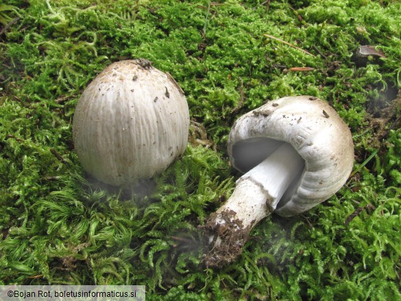 Coprinus romagnesianus