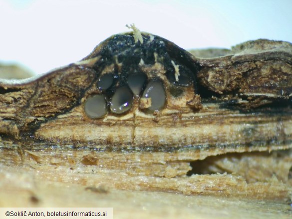 Diaporthe impulsa