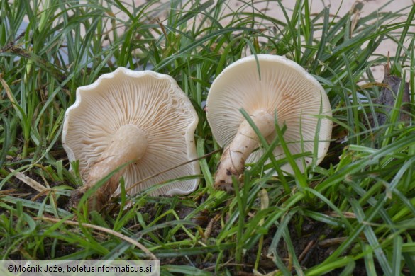 Clitocybe dealbata