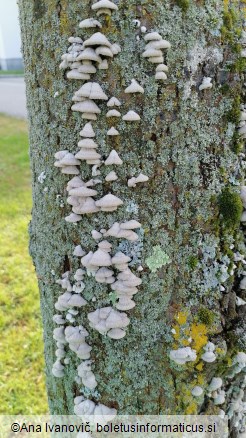 Schizophyllum commune