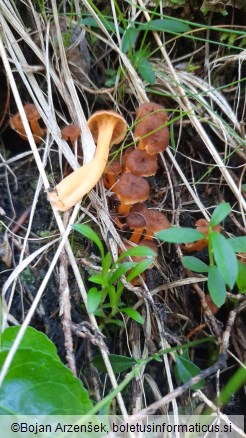 Craterellus lutescens