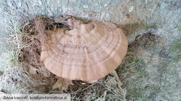 Ganoderma applanatum
