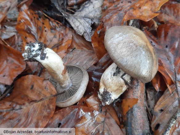 Cortinarius infractus