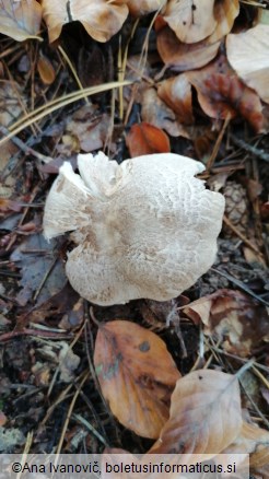 Tricholoma pardinum