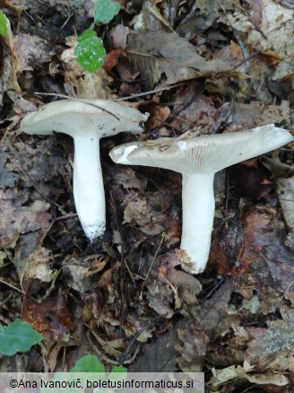 Russula aeruginea