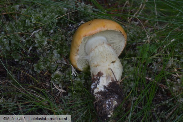 Cortinarius percomis