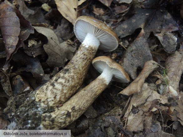 Hygrophorus persoonii