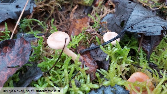 Lactarius glyciosmus