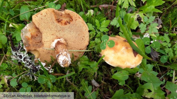 Suillus grevillei