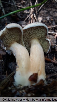 Suillus bovinus