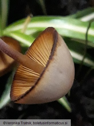 Lactocollybia cycadicola