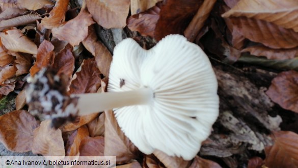 Megacollybia platyphylla