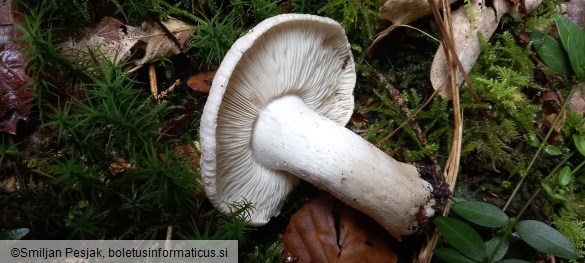 Tricholoma pardinum