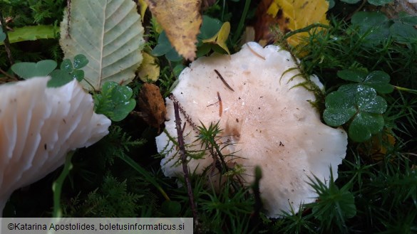 Hygrophorus nemoreus