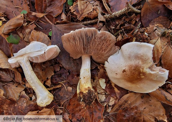 Agaricus porphyrizon