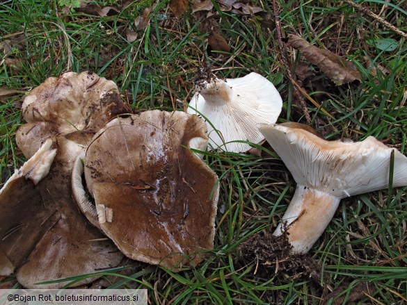 Russula acrifolia